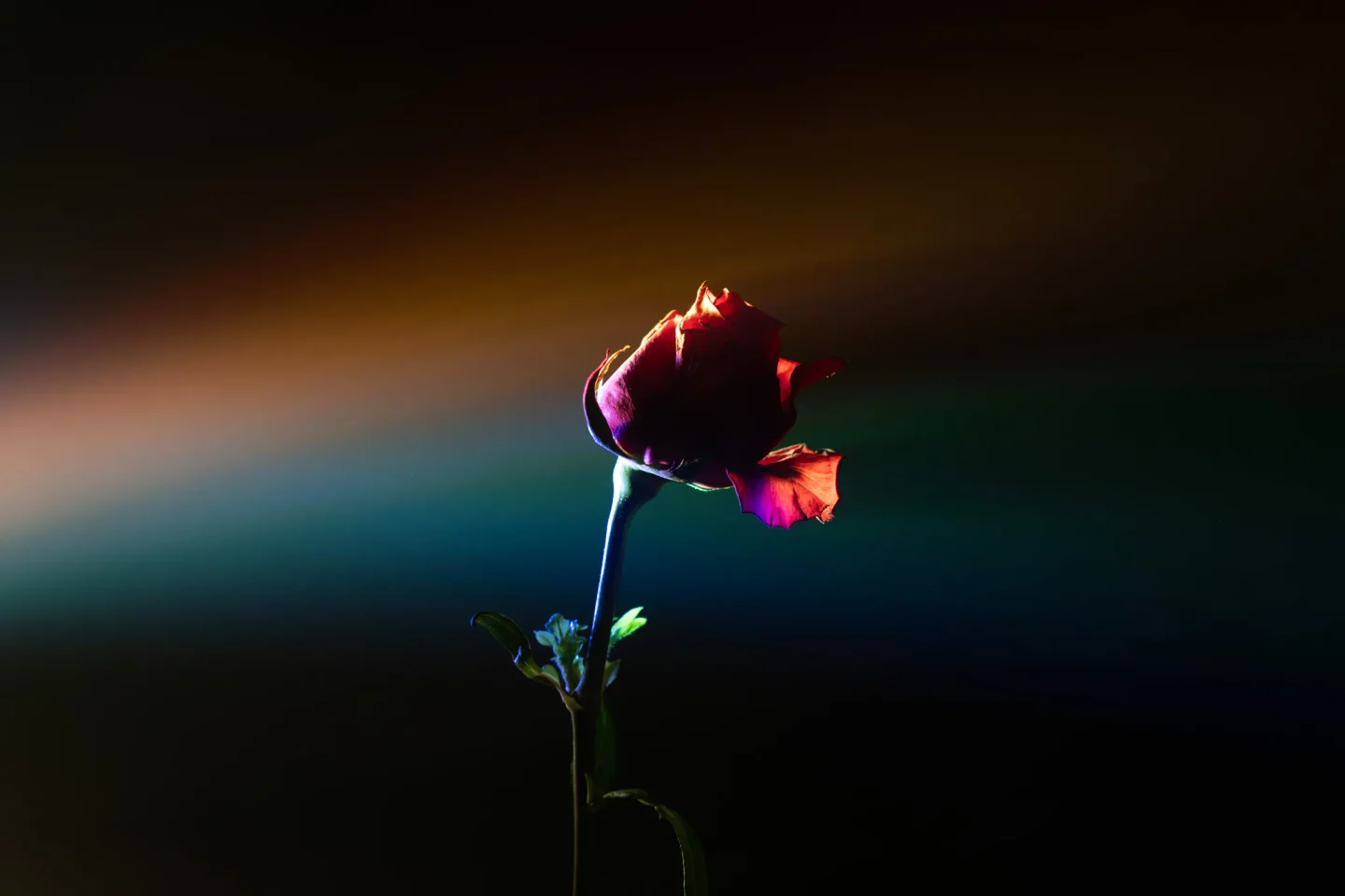 Selected design or photography piece